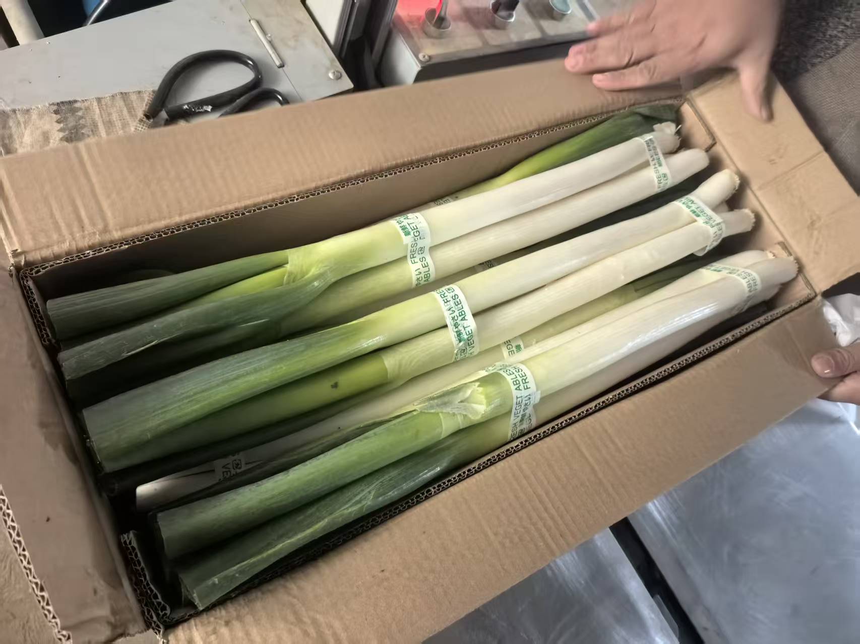 Fresh Green Onions